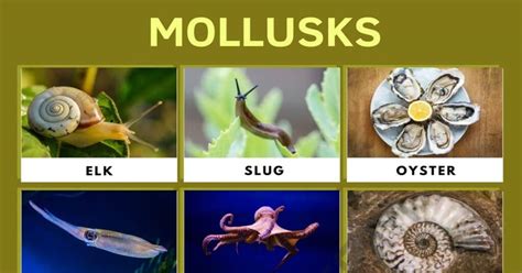 Here are the possible solutions. . Mollusk with a banana variety crossword clue